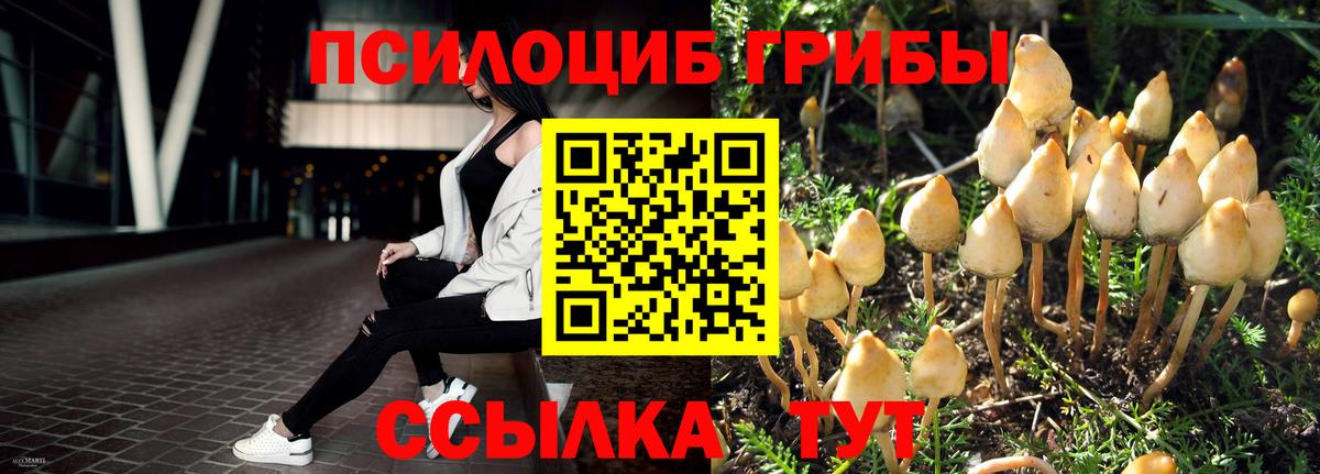 Галлюциногенные грибы Magic Shrooms  Вход с VPN  Новосибирск  Псилоцибиновые грибы GOLDEN TEACHER 